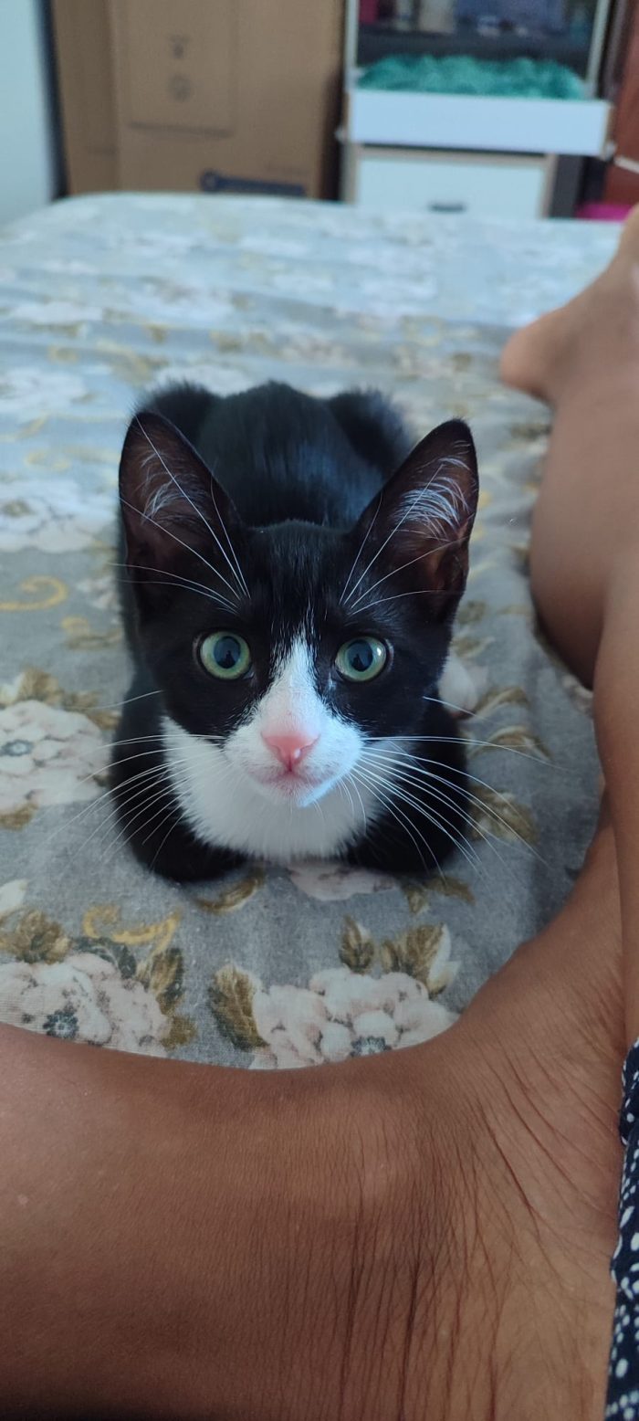 Kitty 3mesi occhi verdi le manca 1zampina.MILANO