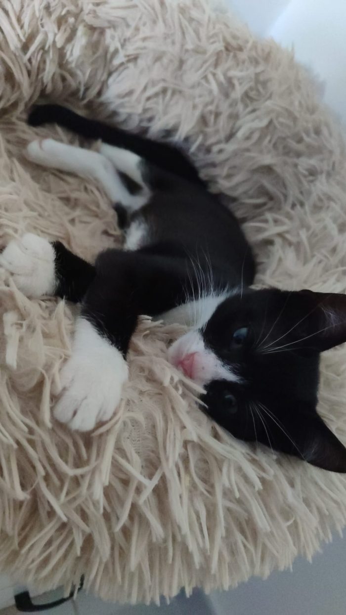 Kitty 3mesi occhi verdi le manca 1zampina.MILANO - media 4