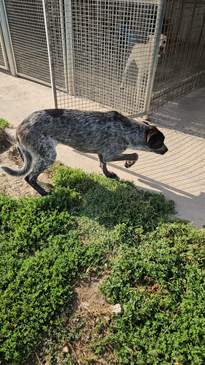 Gioia: cucciolona equilibrata e socievole - media 4