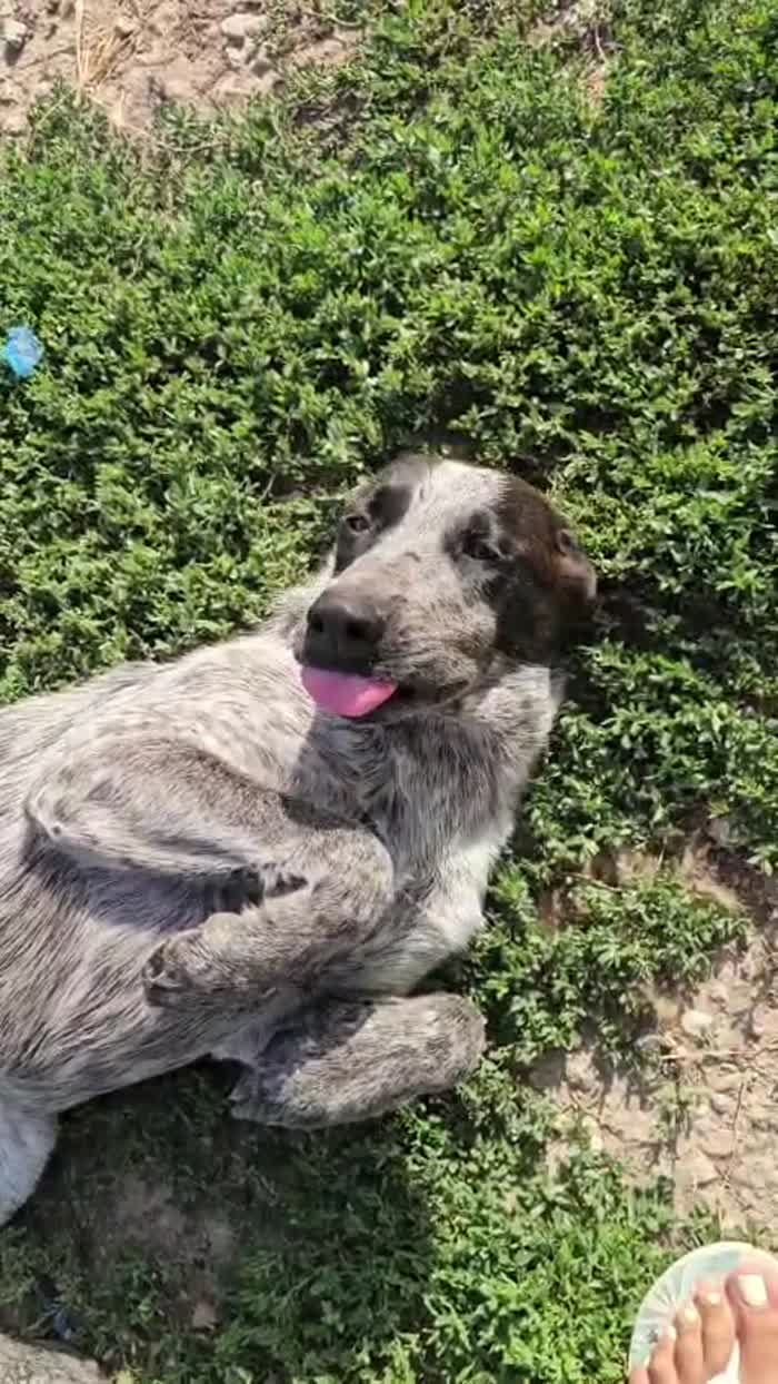 Gioia: cucciolona equilibrata e socievole - media 5