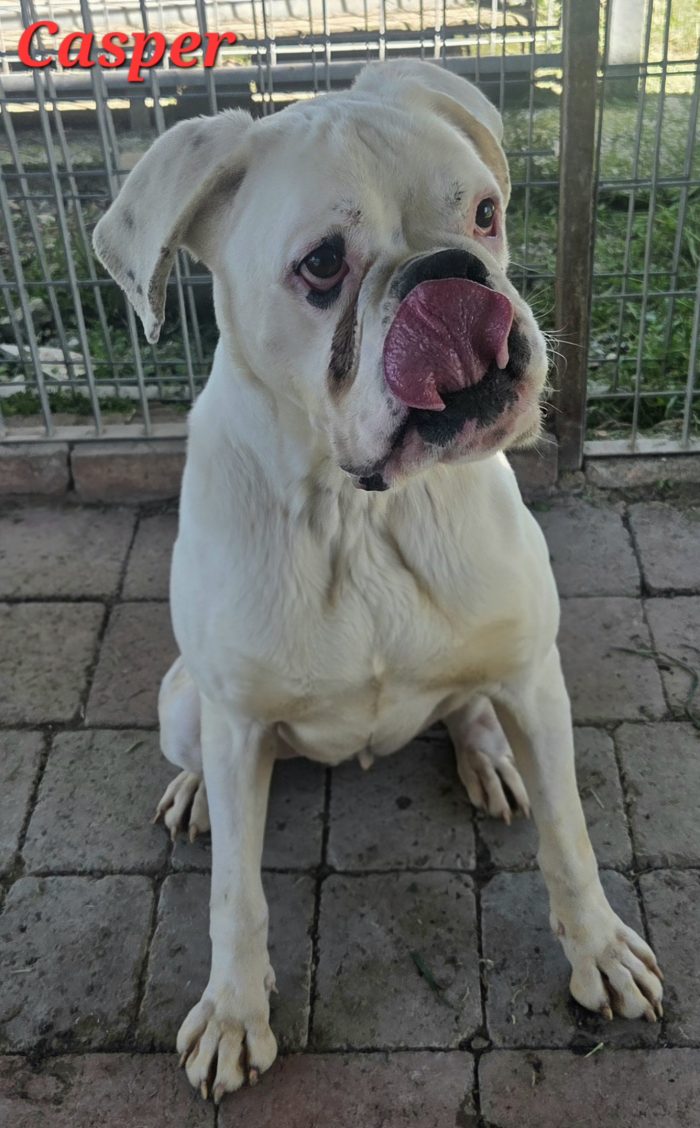 CASPER CERCA CASA
