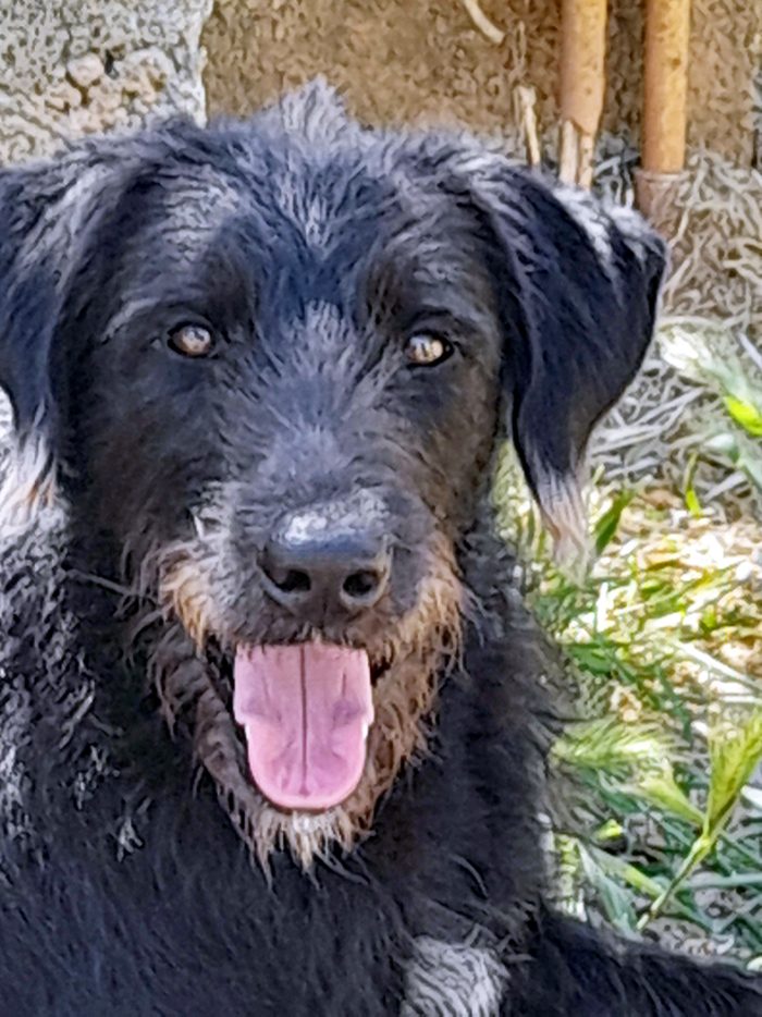 Jerry, dolcissimo spinone in adozione