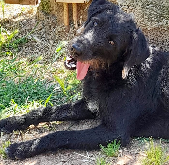 Jerry, dolcissimo spinone in adozione - media 5