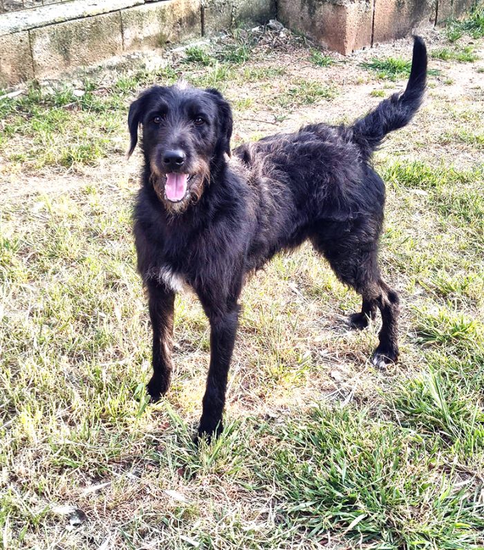 Jerry, dolcissimo spinone in adozione - media 6