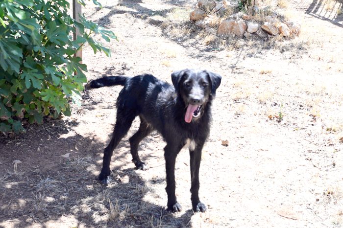 Jerry, dolcissimo spinone in adozione - media 4