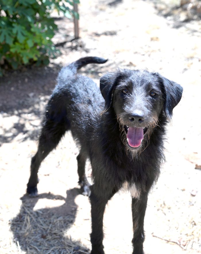 Jerry, dolcissimo spinone in adozione