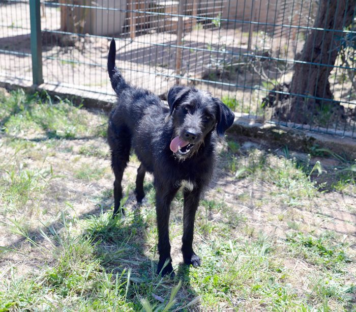 Jerry, dolcissimo spinone in adozione