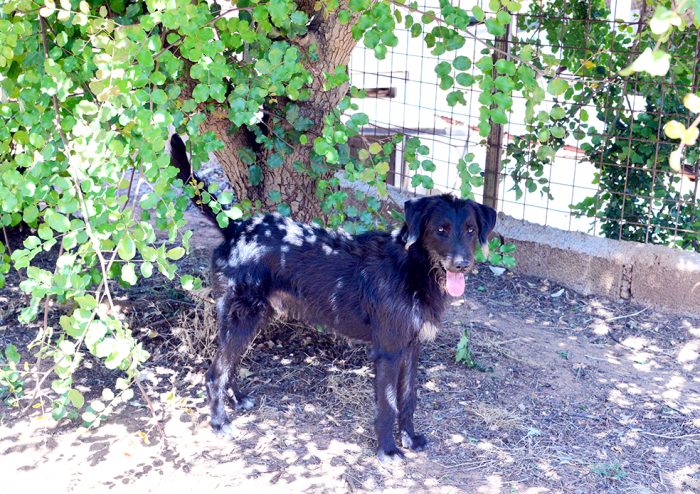 Jerry, dolcissimo spinone in adozione - media 8