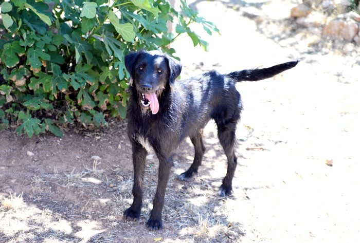 Jerry, dolcissimo spinone in adozione - media 7