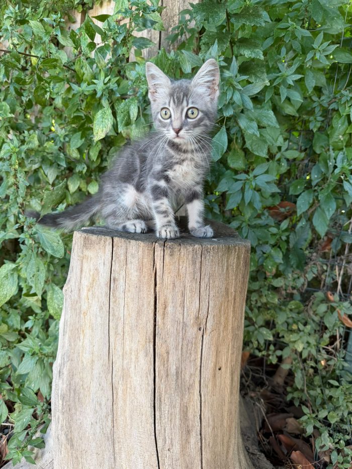 PRINCIPE - gattino di 2 mesi