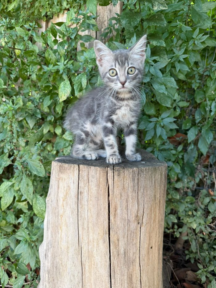 PRINCIPE - gattino di 2 mesi
