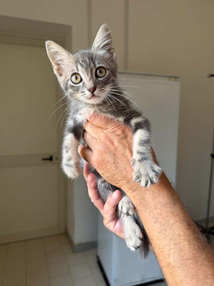 PRINCIPE - gattino di 2 mesi