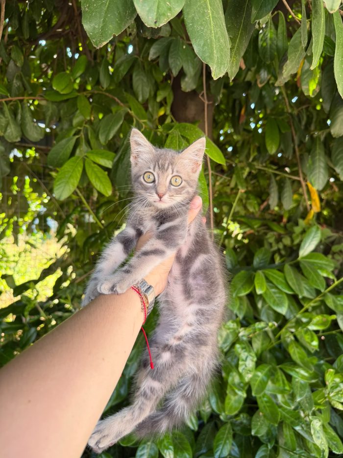 PRINCIPE - gattino di 2 mesi - media 7