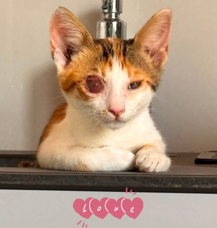 Molly gattina 2 mesi