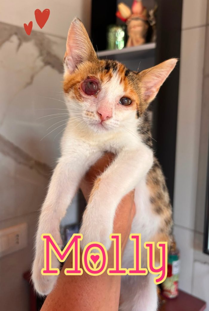 Molly gattina 2 mesi