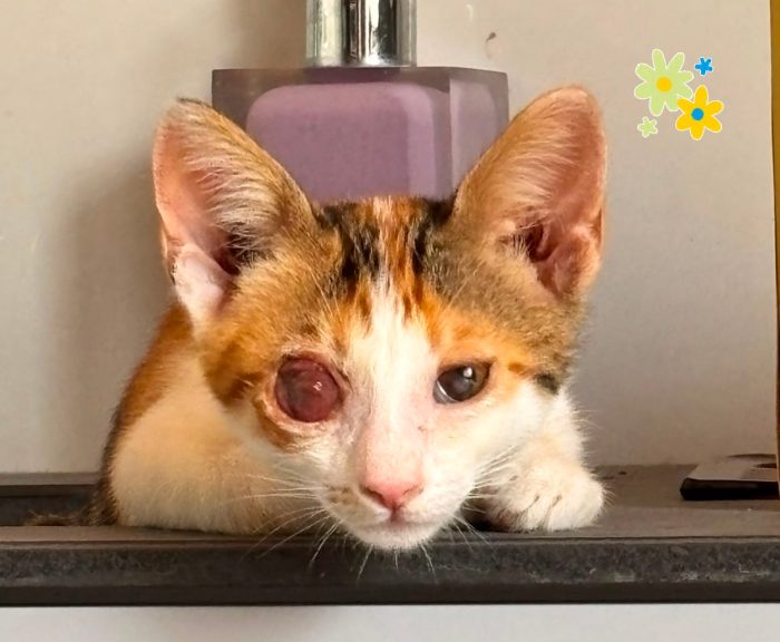 Molly gattina 2 mesi