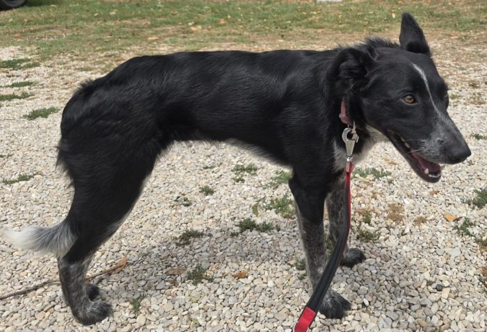 Femmina 3/4anni kg15 ok gatti,a breve in 1canile privato senza volontari! SOS MIRACOLO TERAMO