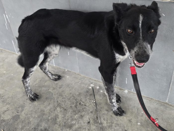 Femmina 3/4anni kg15 ok gatti,a breve in 1canile privato senza volontari! SOS MIRACOLO TERAMO - media 4