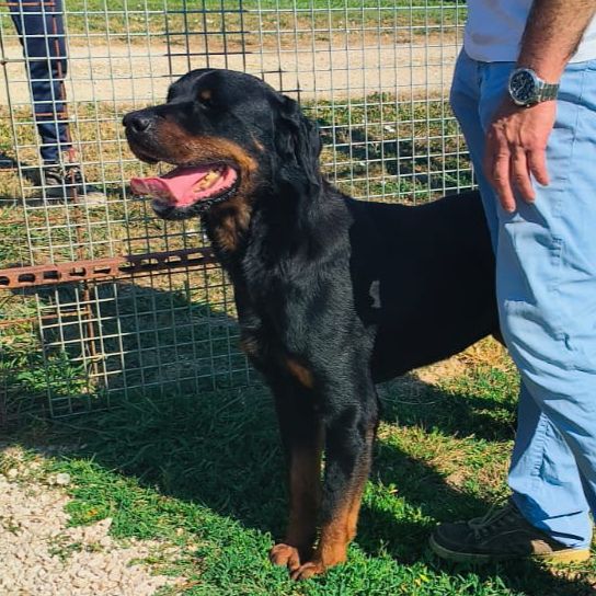 ADAMO, splendido Rottweiler - media 5