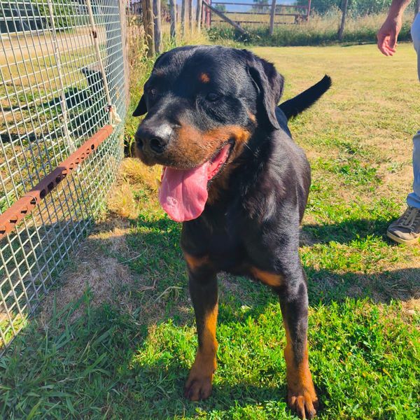 ADAMO, splendido Rottweiler - media 6
