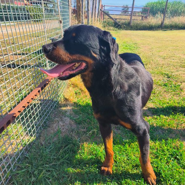 ADAMO, splendido Rottweiler - media 7