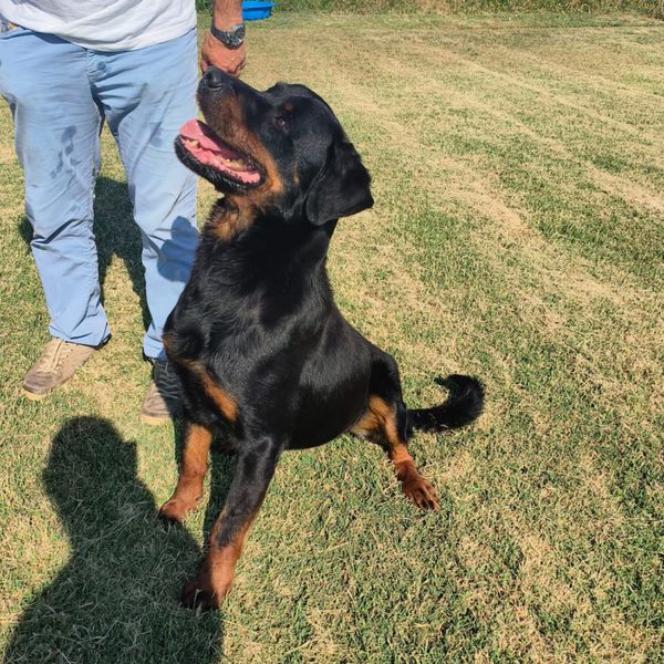 ADAMO, splendido Rottweiler