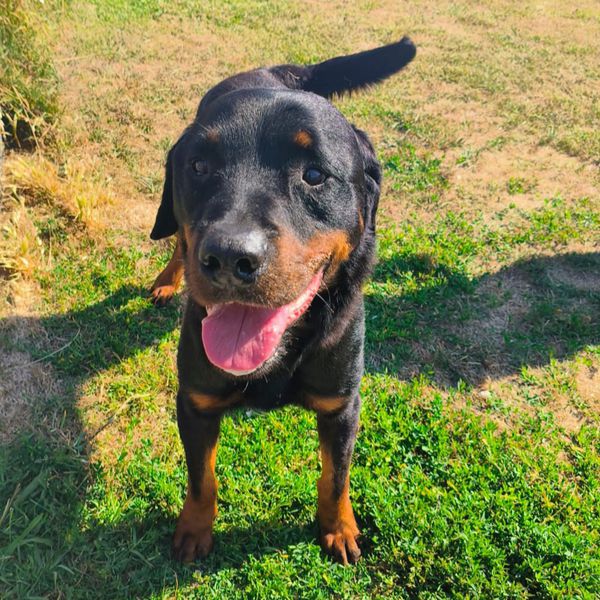 ADAMO, splendido Rottweiler
