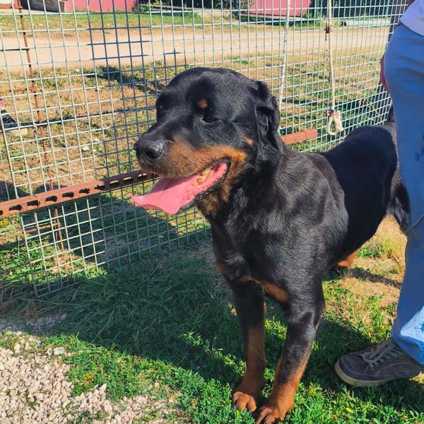 ADAMO, splendido Rottweiler - media 4