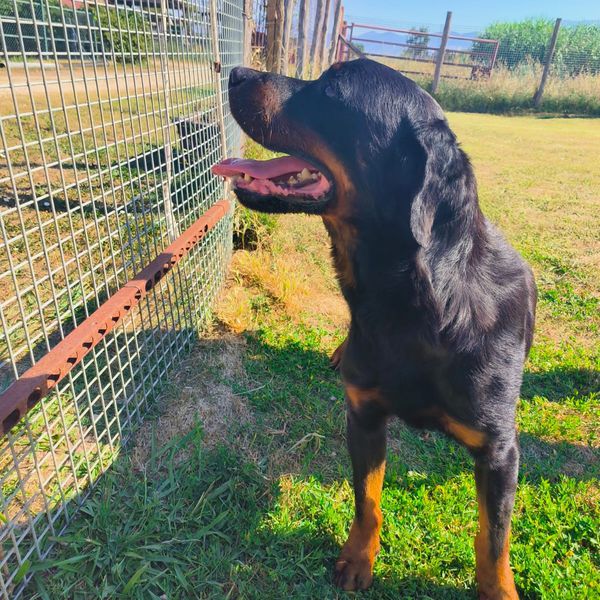 ADAMO, splendido Rottweiler - media 8
