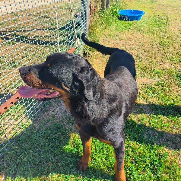 ADAMO, splendido Rottweiler - media 10