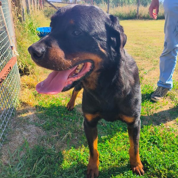 ADAMO, splendido Rottweiler - media 9