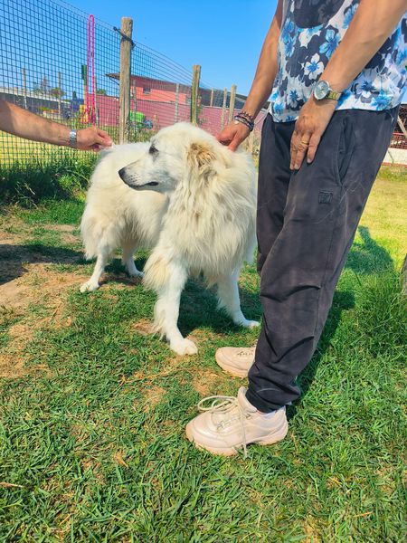 Shira, elegante e fiera