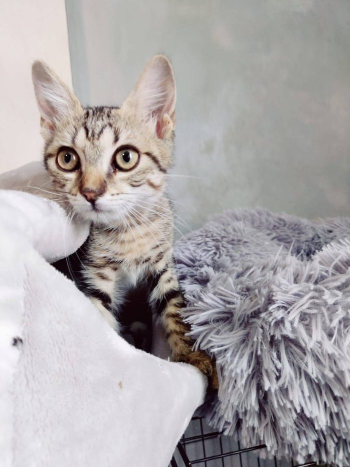 Hansel, dolcissimo gatto cozza, cerca famiglia e compagnia, sta soffrendo da solo! - media 4