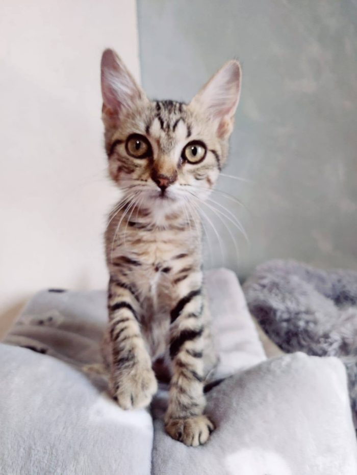 Hansel, dolcissimo gatto cozza, cerca famiglia e compagnia, sta soffrendo da solo!