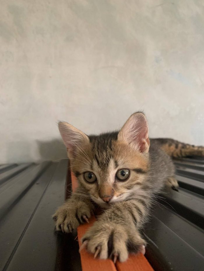 Hansel, dolcissimo gatto cozza, cerca famiglia e compagnia, sta soffrendo da solo!
