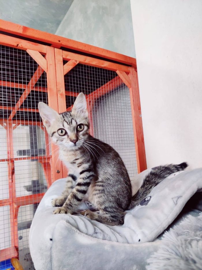 Hansel, dolcissimo gatto cozza, cerca famiglia e compagnia, sta soffrendo da solo!