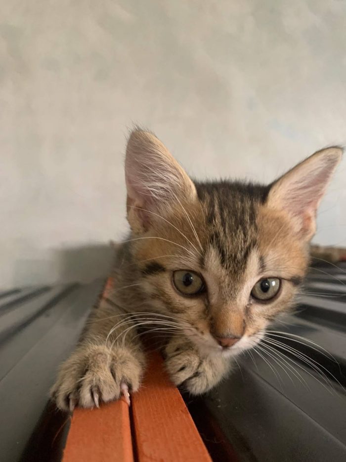Hansel, dolcissimo gatto cozza, cerca famiglia e compagnia, sta soffrendo da solo! - media 5