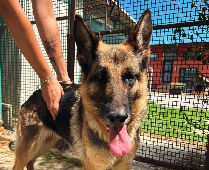Sara Jane, dolce e giocherellona - media 4