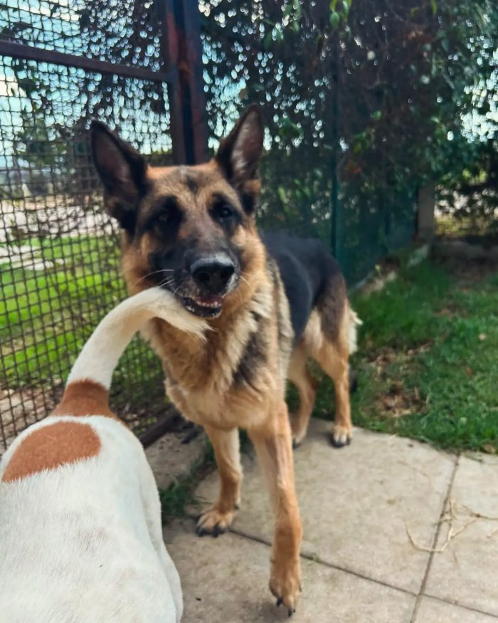 Sara Jane, dolce e giocherellona - media 7
