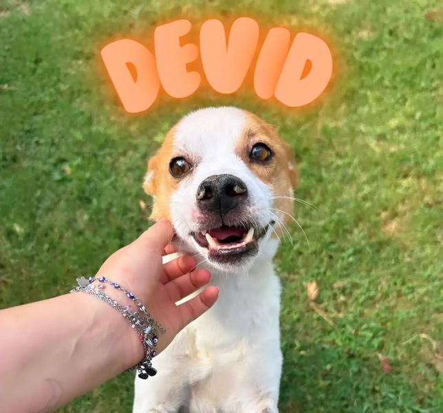 DEVID, simpatico simil Jack russel