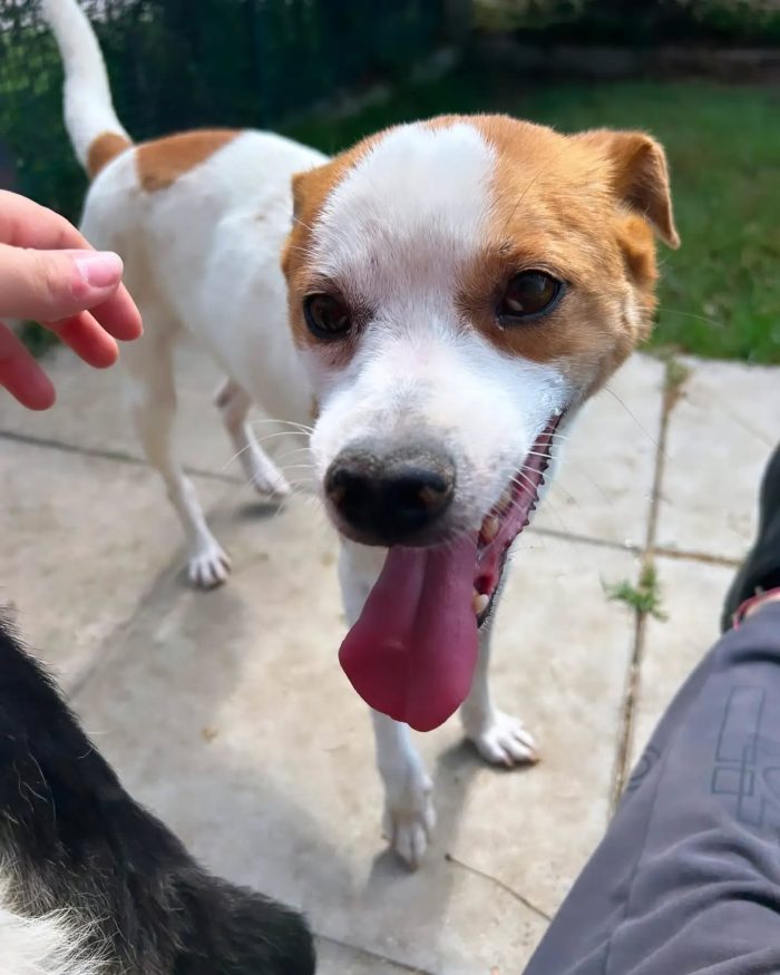 DEVID, simpatico simil Jack russel