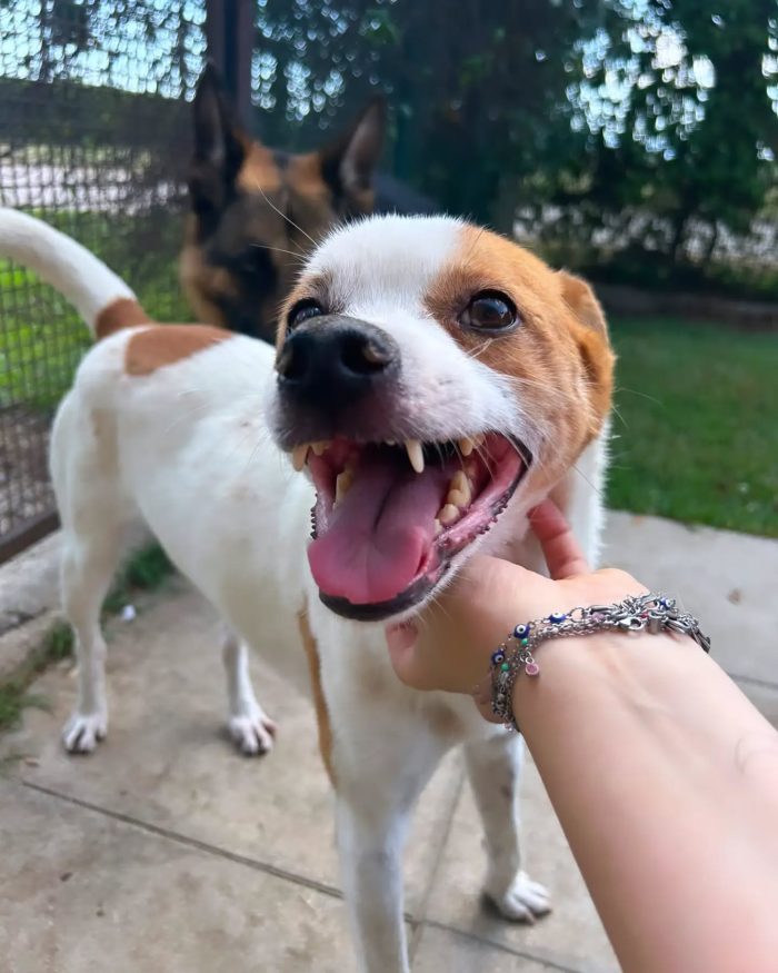 DEVID, simpatico simil Jack russel - media 4