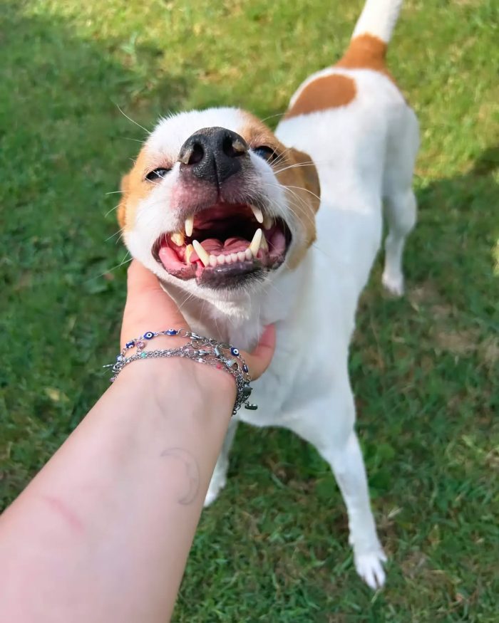DEVID, simpatico simil Jack russel