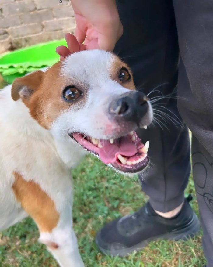 DEVID, simpatico simil Jack russel - media 5