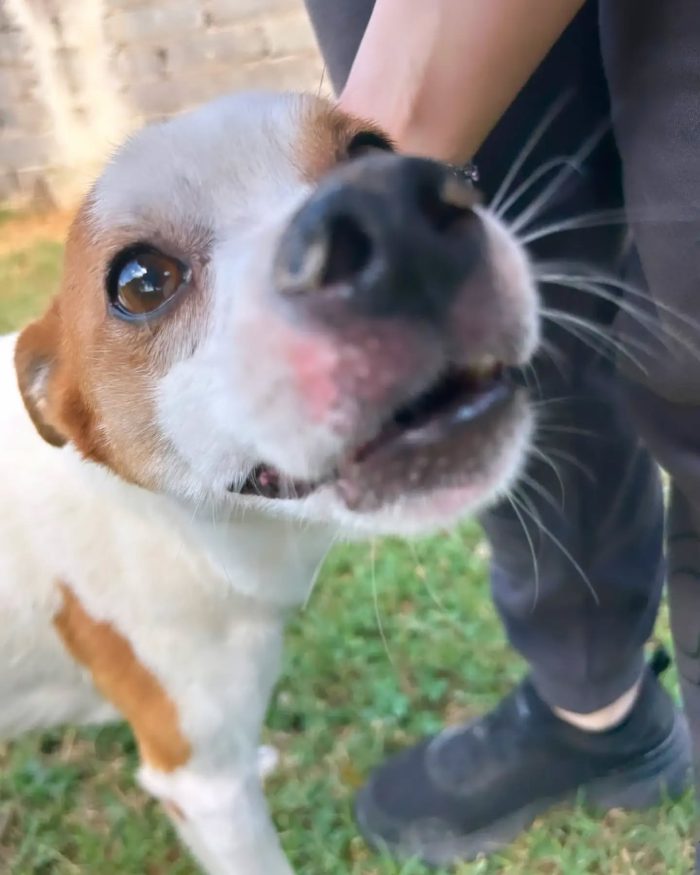 DEVID, simpatico simil Jack russel - media 6