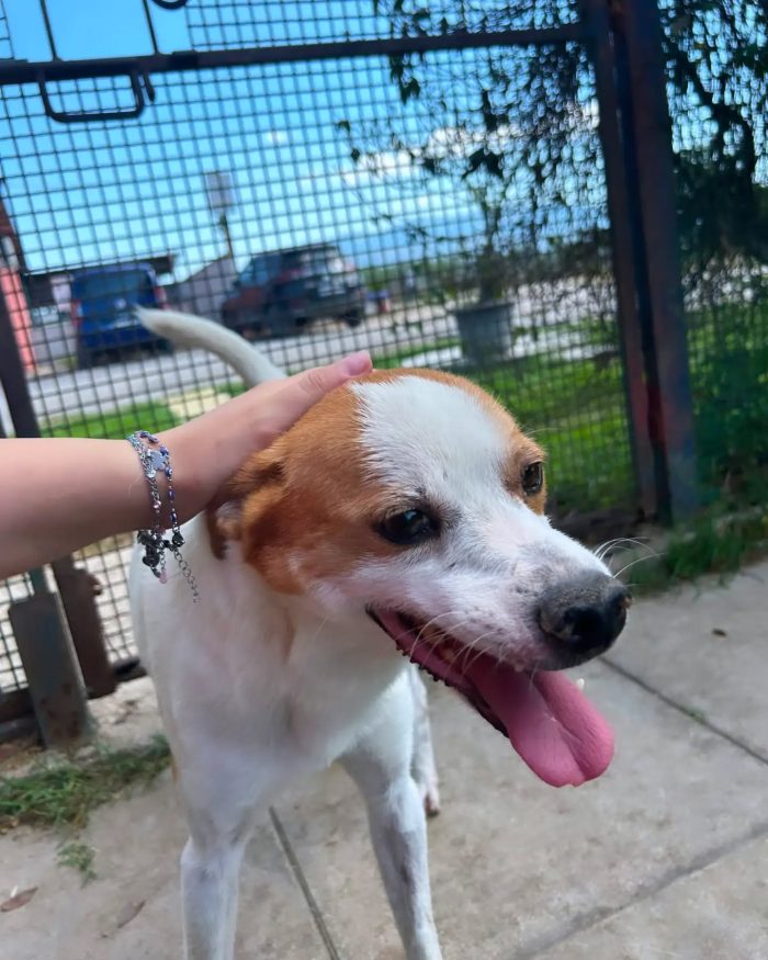 DEVID, simpatico simil Jack russel - media 9