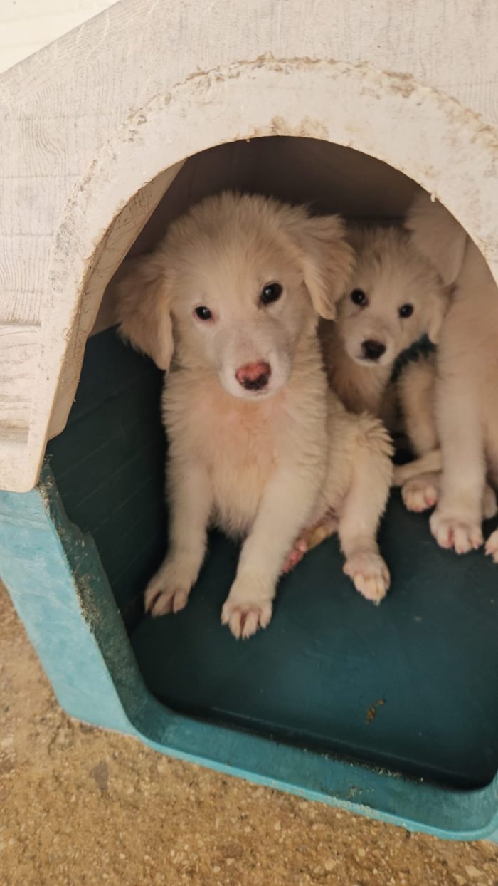 Lella meravigliosa dolce cucciola simil Pastore