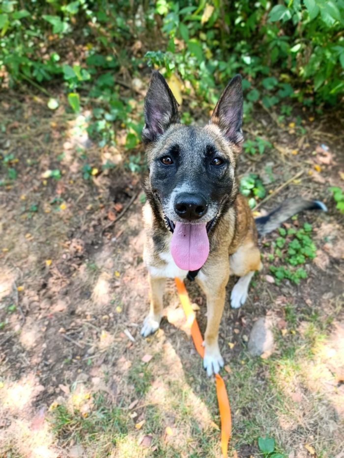 Kira, simil Malinois, una compagna di giochi ideale