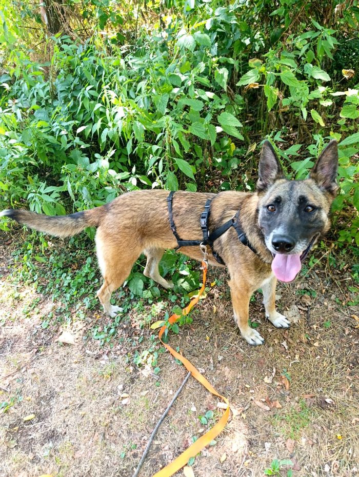 Kira, simil Malinois, una compagna di giochi ideale