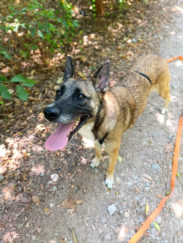 Kira, simil Malinois, una compagna di giochi ideale
